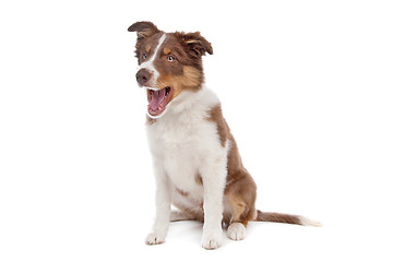 Image showing border collie puppy