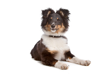 Image showing shetland sheepdog