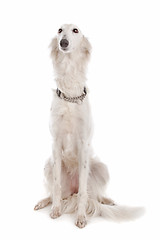 Image showing Silken Windhound