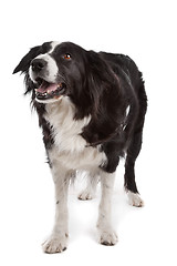 Image showing border collie sheepdog