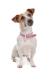 Image showing Jack russel Terrier