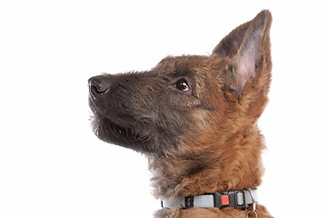 Image showing Belgian Shepherd Dog ,Laekenois