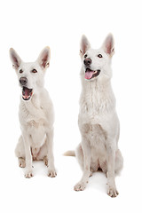 Image showing White Shepherd Dog