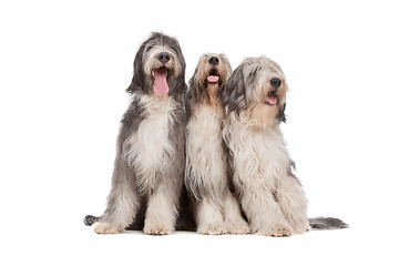 Image showing three Bearded Collie dogs