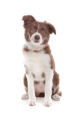 Image showing border collie puppy