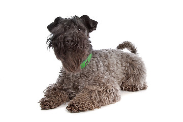 Image showing Kerry Blue Terrier