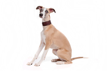 Image showing Whippet puppy dog