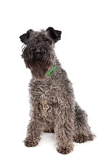 Image showing Kerry Blue Terrier