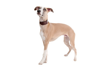 Image showing Whippet puppy dog