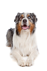 Image showing Australian Shepherd