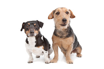 Image showing Jack Russel Terrier dog and a mixed breed dog