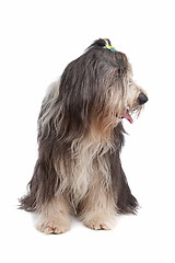 Image showing Bearded Collie