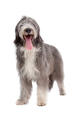 Image showing Bearded Collie