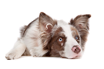 Image showing Border collie sheepdog