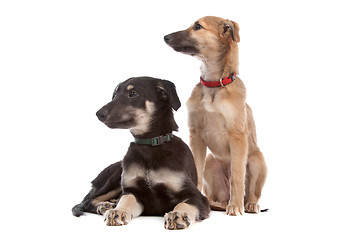 Image showing two whippet puppy dogs