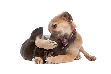 Image showing two whippet puppy dogs