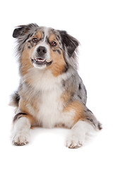 Image showing Australian Shepherd