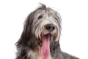 Image showing Bearded Collie