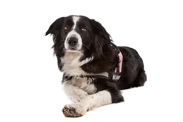 Image showing border collie sheepdog