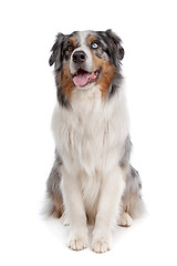 Image showing Australian Shepherd