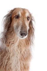 Image showing Borzoi or Russian Wolfhound