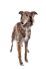 Image showing Silken Windhound