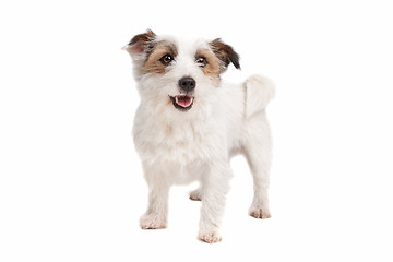 Image showing Jack russel Terrier