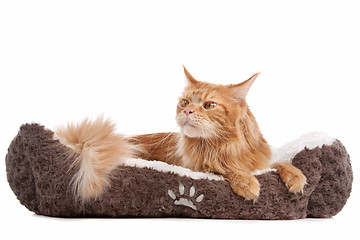 Image showing maine coon