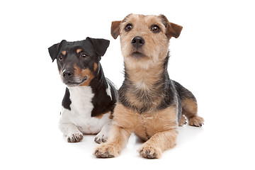 Image showing Jack Russel Terrier dog and a mixed breed dog