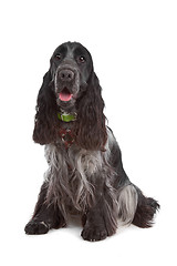 Image showing English Cocker Spaniel dog