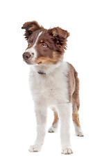 Image showing border collie puppy