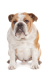 Image showing English Bulldog