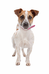 Image showing Jack russel Terrier