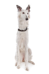 Image showing Silken Windhound