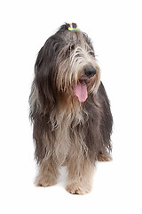 Image showing Bearded Collie