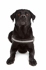 Image showing mix breed dog, Labrador, Rottweiler