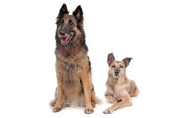 Image showing Belgian shepherd and a mixed breed dog