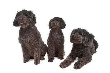Image showing two labradoodle and one poodle dog
