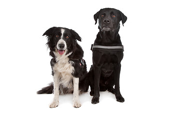 Image showing Border collie and a black dog