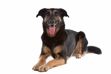 Image showing mixed breed shepherd dog