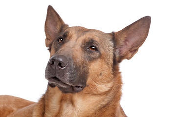 Image showing Belgian Shepherd