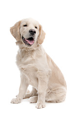 Image showing Golden retriever dog