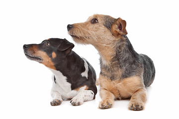 Image showing Jack Russel Terrier dog and a mixed breed dog