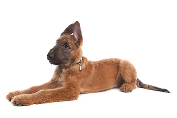 Image showing Belgian Shepherd Dog ,Laekenois