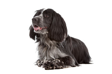 Image showing mixed breed dog.border collie, cocker spaniel