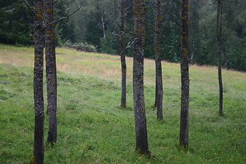Image showing Aspen trees (populus tremula)