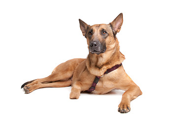 Image showing Belgian Shepherd