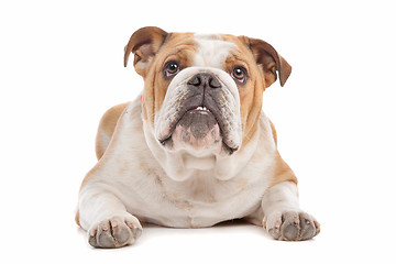 Image showing English Bulldog