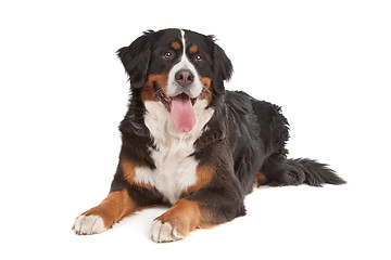 Image showing Bernese Mountain Dog