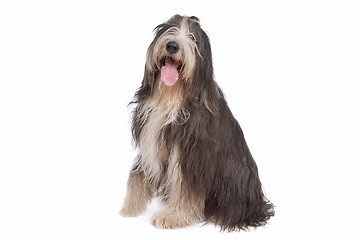 Image showing Bearded Collie